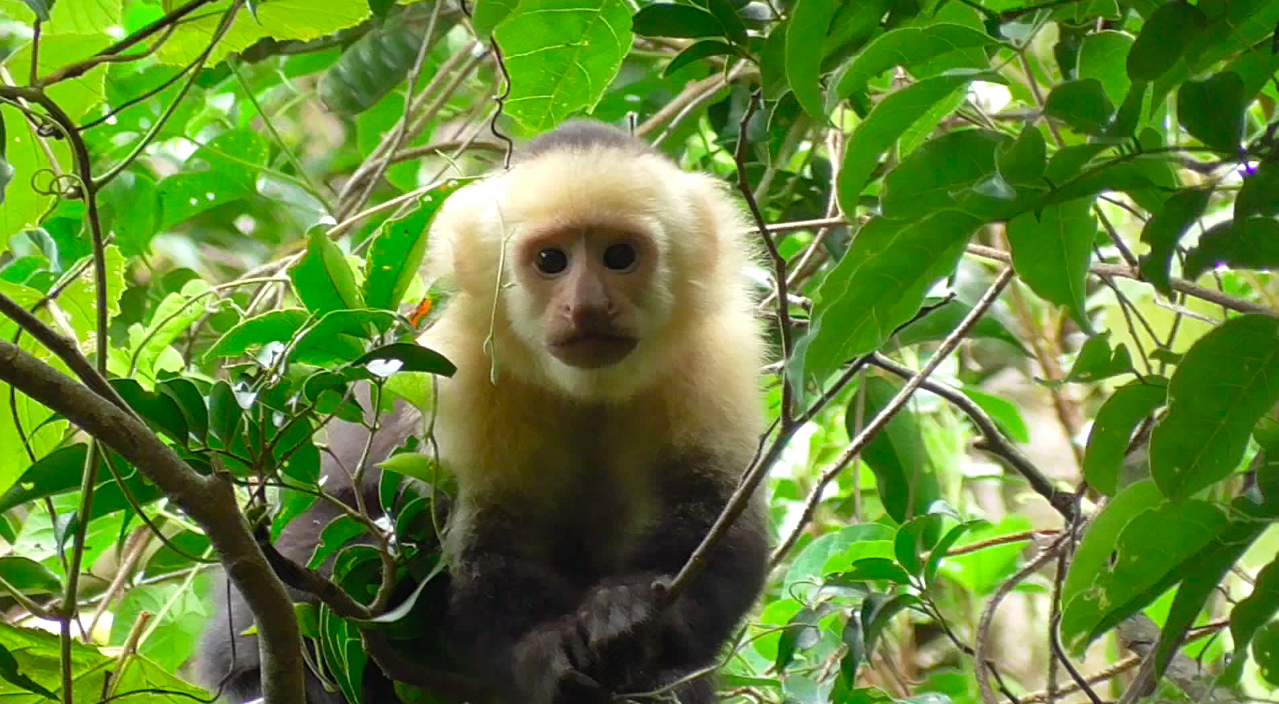 monkey in costa rica